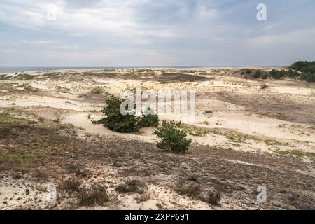 Blick auf den Dune Ridge und die Kurische Lagune von der EFA-Höhe. Nationalpark Kurische Nehrung. Region Kaliningrad. Russland Stockfoto