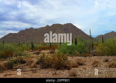 Die riesige Wüste Sonora San Tan Mountains im Zentrum von Arizona USA an einem frühen Sommermorgen Stockfoto