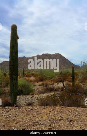 Die riesige Wüste Sonora San Tan Mountains im Zentrum von Arizona USA an einem frühen Sommermorgen Stockfoto