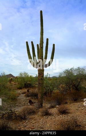 Die riesige Wüste Sonora San Tan Mountains im Zentrum von Arizona USA an einem frühen Sommermorgen Stockfoto