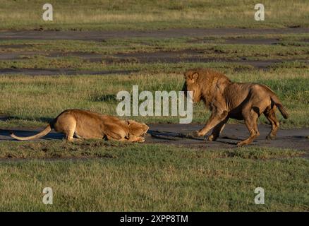 Ein männlicher Löwe versucht sich erfolglos mit einer Frau in Tansania, Afrika, zu paaren Stockfoto