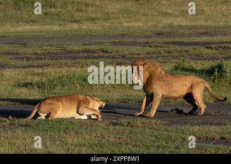 Ein männlicher Löwe versucht sich erfolglos mit einer Frau in Tansania, Afrika, zu paaren Stockfoto