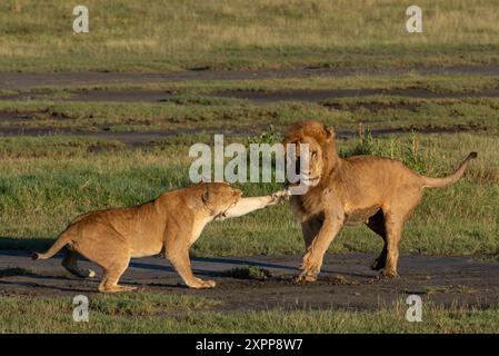 Ein männlicher Löwe versucht sich erfolglos mit einer Frau in Tansania, Afrika, zu paaren Stockfoto