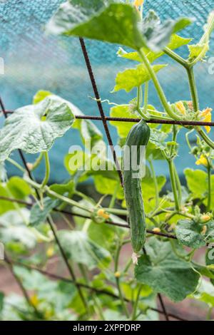 Teil einer jungen Gurkenpflanze - Stamm, Blätter, Blüte und Früchte Stockfoto