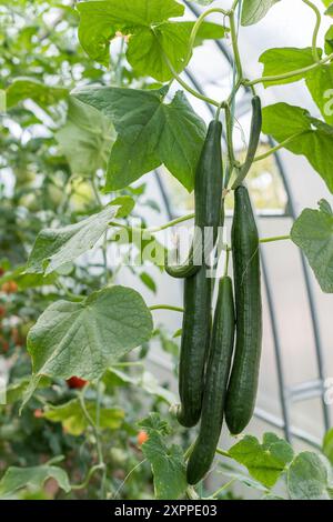 Teil einer jungen Gurkenpflanze - Stamm, Blätter, Blüte und Früchte. Stockfoto