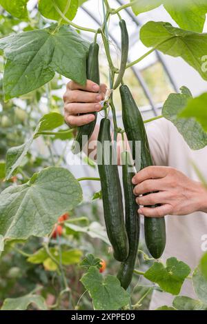 Teil einer jungen Gurkenpflanze - Stamm, Blätter, Blüte und Früchte. Ein Bauer pflückt Gurken. Stockfoto