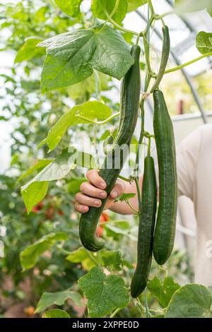 Teil einer jungen Gurkenpflanze - Stamm, Blätter, Blüte und Früchte. Ein Bauer pflückt Gurken. Stockfoto