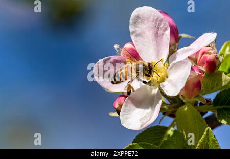 Biene in einer Apfelblüte, Bayern, Deutschland Stockfoto