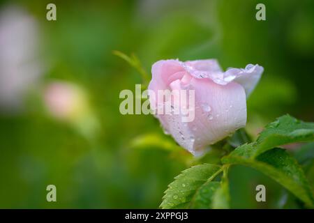 Die Blüte einer wilden Rose nach einem Sommerregen in Bayern, Deutschland Stockfoto