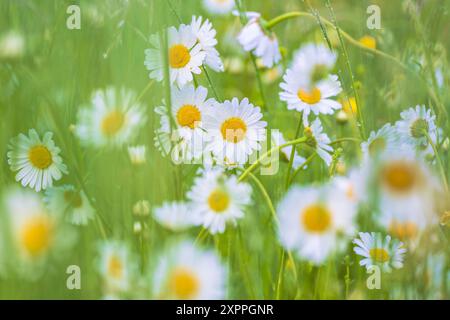 Gänseblümchen auf einer Sommerwiese, Bayern, Deutschland, Europa Stockfoto