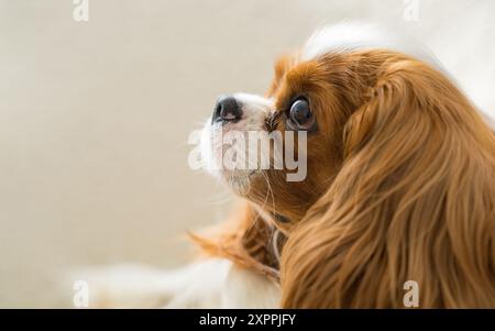 Nahaufnahme Porträt eines süßen Hundes - Cocker Spaniel, Cavalier King charles Spaniel. Seitenansicht. Lieblingstiere. Stockfoto