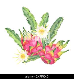 Dragon Fruit Aquarell Clipart mit zwei ganzen rosafarbenen Früchten mit grünen Kaktusblättern und Blüten, die ihre leuchtende Farbe hervorheben. Ideal für Essensblogs, Küchendekorationen und botanische Drucke Stockfoto