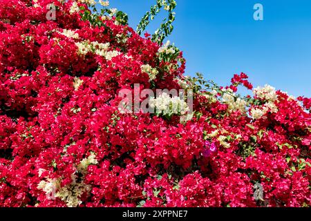 Rosafarbene Bougainvillea-Blume auf weißem Hintergrund. Weiße Mauer, bedeckt mit Bougainvillea, gegen den blauen Himmel. Stockfoto