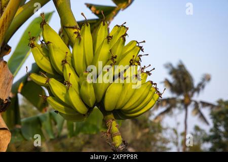 Ein Haufen kleiner gelber Bananen hängt an einem Bananenbaum in Pakhiralay in der Nähe von Gosaba, South 24 Parganas District, West Bengalen, Indien, Asien Stockfoto