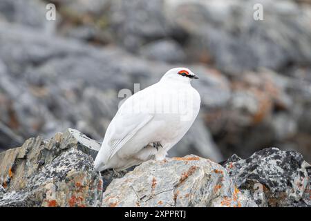 Rock Ptarmigan (Lagopus muta hyperborea), männlich, Spitzbergen, Svalbard, Norwegen, Arktis Stockfoto