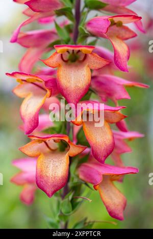 Digitalis „Illumination Flame“ Blüten. Eine ausdauernde Form des Foxglove mit leuchtend farbigen Sommerblumen. Stockfoto