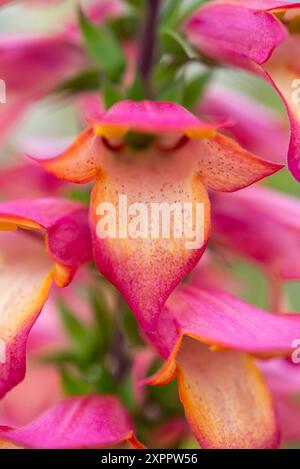 Digitalis „Illumination Flame“ Blüten. Eine ausdauernde Form des Foxglove mit leuchtend farbigen Sommerblumen. Stockfoto