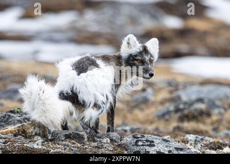 Polarfuchs (Vulpes lagopus) im Fellwechsel, Porträt, Spitzbergen, Svalbard, Norwegen, Arktis Stockfoto