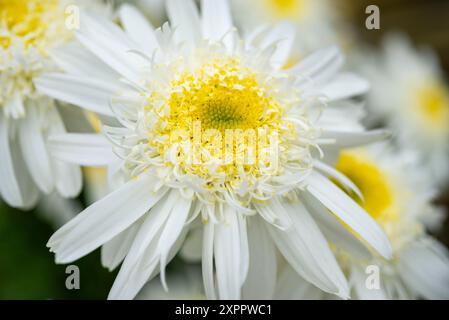 Leukantheme "Echter Komet". Eine ausdauernde Shasta-Gänseblümensorte mit doppelten weißen Blüten im Sommer. Stockfoto