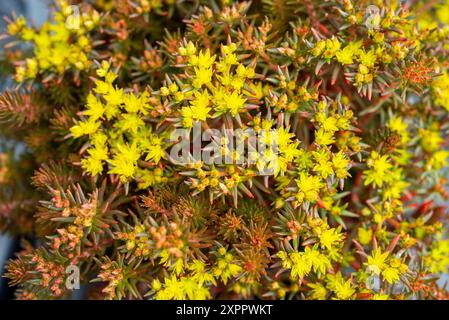 Sedum „Hakonense Chocolate Ball“. Ein niedrig wachsendes Sedum mit braunem Laub und kleinen gelben Blüten. Stockfoto