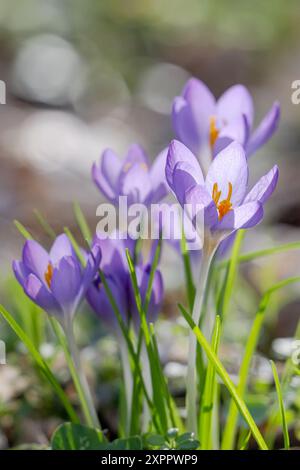 Krokusse in Lila Stockfoto