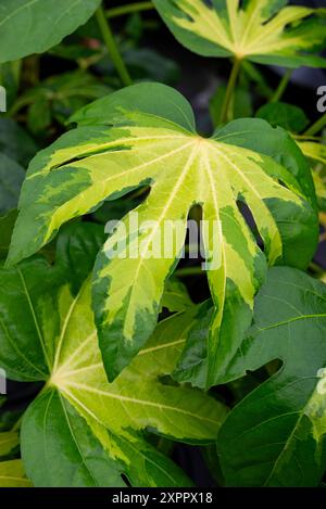 Fatsia Japonica „Camouflage“. Eine strauchige immergrüne Pflanze mit großen, vielfarbigen Blättern. Stockfoto