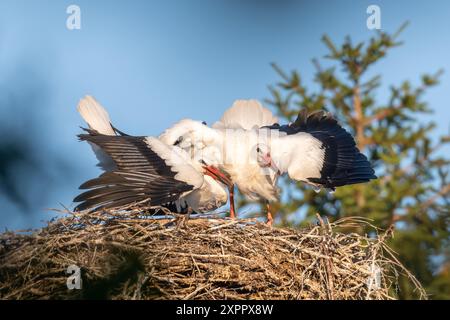 2 junge Störche im Nest Stockfoto