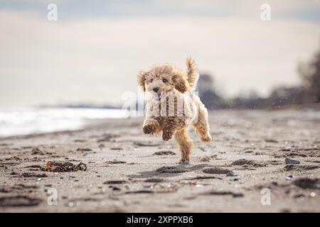 Minipudel läuft am Strand, Hintergrundbeleuchtung Stockfoto