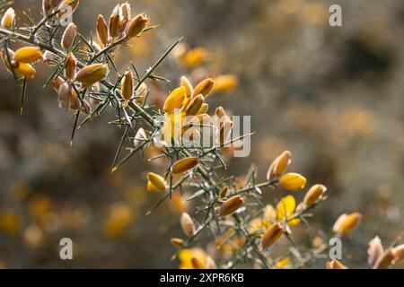 Die gelben Blumen von Ulex, gemeinhin als Gorse, Furze oder Whine bekannt, sind die Gattung der blühenden Pflanzen der Familie Fabaceae. Stockfoto