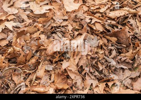 Gefallene braune Blätter auf dem Boden: Die Ankunft der Herbstsaison. Stockfoto