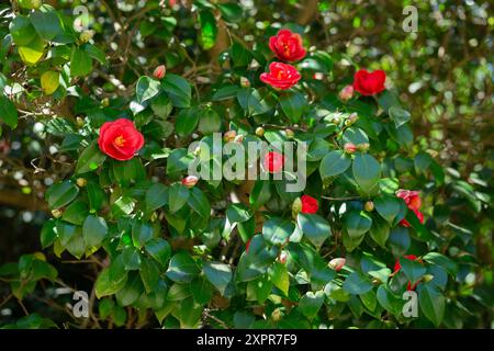 Große Masse von dunkelroten Camellia Black Lace Blüten im Frühjahr Stockfoto