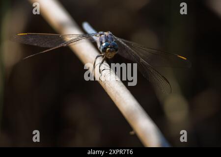 Blaue Sentinel Libelle, Orthetrum brunneum, hoch auf Schilf, Bocairente, Spanien Stockfoto