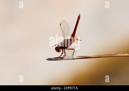 Silhouette einer scharlachroten Libelle (Crocothemis erythraea) mit Sonnenlicht von hinten am Mariola-Brunnen, Bocairente, Spanien Stockfoto