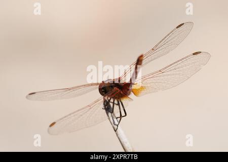 Rote Libelle (Crocothemis erythraea), die auf einem Schilfstock von hinten gesehen steht, Bocairente, Spanien Stockfoto