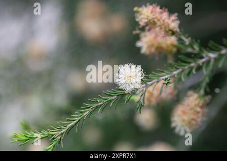 Einheimische gelbe Blüten auf einer Melaleucas-Pflanze im Busch in tasmanien Stockfoto