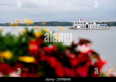 Bad Zwischenahn, Deutschland. August 2024. Das Ausflugsboot 'Ammerland' fährt bei bewölktem Wetter auf dem Zwischenahner Meer. Die Reederei Herbert Ekkenga AG betreibt seit 1987 eine Flotte von Fahrgastschiffen auf dem Zwischenahner Meer. Quelle: Hauke-Christian Dittrich/dpa/Alamy Live News Stockfoto