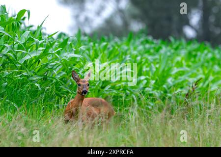 Hirsch (Capreolus capreolus) Weibchen / Hirsch auf Weide / Weide entlang Maisfeld in der Abenddämmerung im Sommer Stockfoto