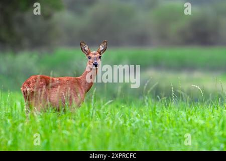 Hirsch (Capreolus capreolus) Weibchen / Hirsch auf Weide / Weide am Waldrand in der Abenddämmerung im Sommer Stockfoto