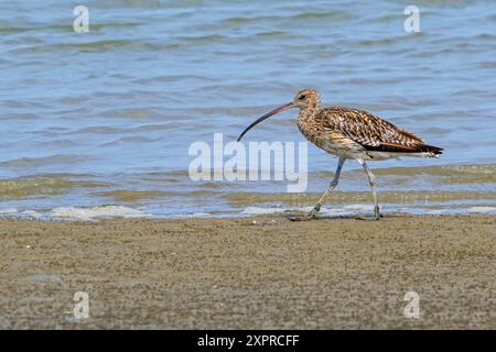 Eurasischer Brachvogel (Numenius arquata), der sich im Sommer am Sandstrand entlang der Nordseeküste begibt Stockfoto