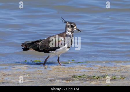 Nördliche Kiebitze (Vanellus vanellus) Weibchen, die im Sommer am Schlammufer des Teichs im Salzwiesen/Salzwiesen auf der Suche sind Stockfoto