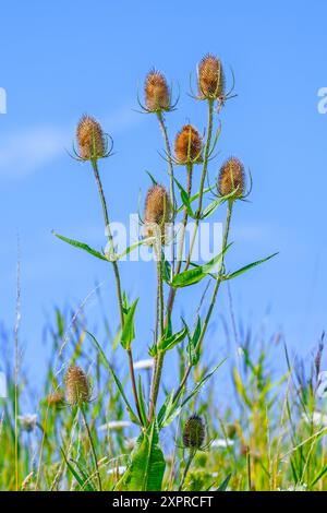 Wilde Teasel / Fuller-Teasel (Dipsacus fullonum / Dipsacus sylvestris) Blumenköpfe gegen blauen Himmel im Sommer Stockfoto