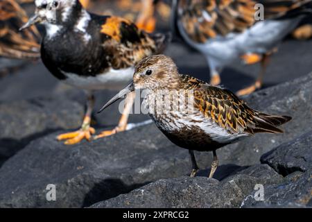 Dunlin (Calidris alpina) erwachsener Zuchtgefieder, der im Sommer zwischen einer Herde von rostigen Turnsteinen (Arenaria interpres) auf einer Flut-/Fluchtschutzhütte ruht Stockfoto