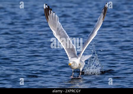 Europäische Heringsmöwe (Larus argentatus), adulte Möwe, die im Sommer von der Meeresoberfläche entlang der Nordseeküste abhebt Stockfoto