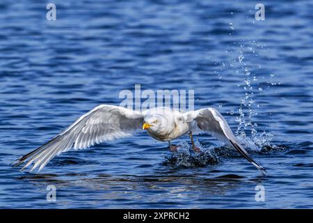 Europäische Heringsmöwe (Larus argentatus), adulte Möwe, die im Sommer von der Meeresoberfläche entlang der Nordseeküste abhebt Stockfoto