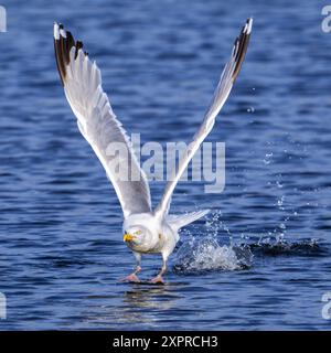 Europäische Heringsmöwe (Larus argentatus), adulte Möwe, die im Sommer von der Meeresoberfläche entlang der Nordseeküste abhebt Stockfoto