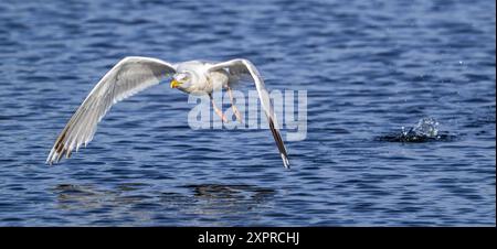 Europäische Heringsmöwe (Larus argentatus), adulte Möwe, die im Sommer von der Meeresoberfläche entlang der Nordseeküste abhebt Stockfoto