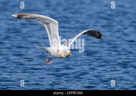 Europäische Heringsmöwe (Larus argentatus) adulte Möwe im Flug über dem Meer entlang der Nordseeküste im Sommer Stockfoto
