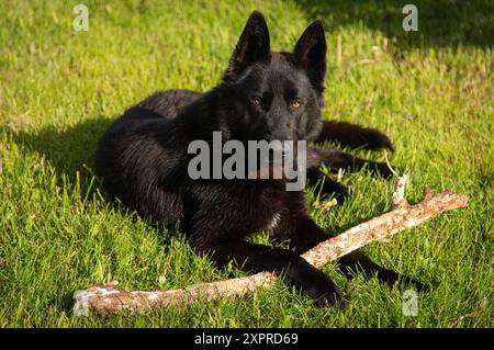 Schwarzer Deutscher Schäferhund liegt im Gras mit Baumstamm zwischen den Pfoten Stockfoto