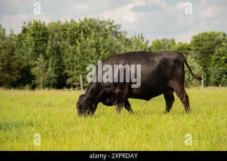 Schwarze angus-Kuh weidet am Sommertag Stockfoto