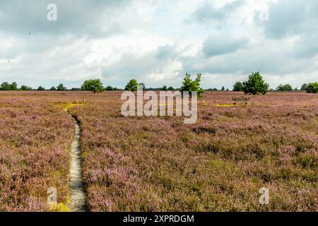 Eine wunderbare Wanderung durch die einzigartige und farbenfrohe Landschaft der Osterheide - Bispingen - Niedersachsen - Deutschland Stockfoto